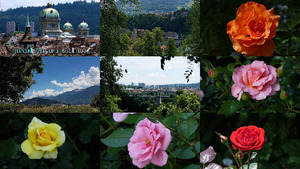 Stadt Bern und seine Rosen