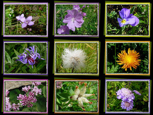 Swiss Flowers 1 - Schweizer Blumen 1