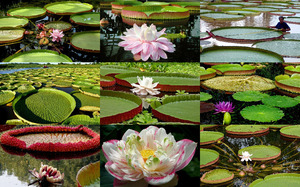klicke hier, um die Datei herunterzuladen Victoria Lotus - Lotusblumen