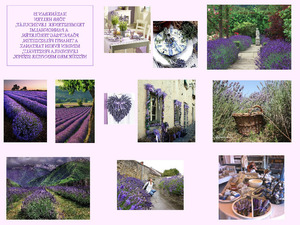 klicke hier, um die Datei herunterzuladen Lavendel in Ungarn