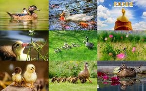 klicke hier, um die Datei herunterzuladen Ducks - Enten