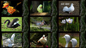 klicke hier, um die Datei herunterzuladen White Bird - Weißer Vogel