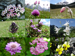 Alpenflora-7 - Alpenblumen-7