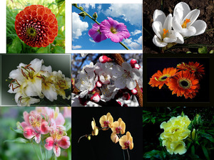klicke hier, um die Datei herunterzuladen Art Photo - Flowers 3 - Kunstfoto - Blumen 3