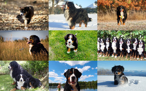klicke hier, um die Datei herunterzuladen Bernese Mountain Dog - Berner Sennenhund
