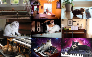 Piano Cats - Klavier Katzen