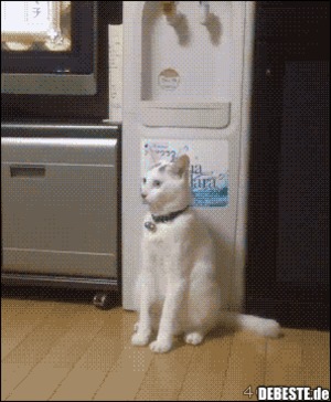 Ziemlich große Katze
