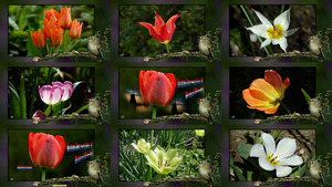 klicke hier, um die Datei herunterzuladen Tulpenland Holland