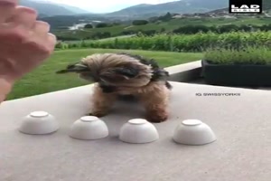 Kluger Hund