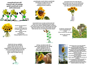 klicke hier, um die Datei herunterzuladen Sonnenblume Du Wunderwerk