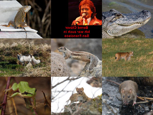 klicke hier, um die Datei herunterzuladen Bilder-Galerie vom 20062018 2 Tiere