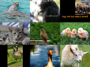 klicke hier, um die Datei herunterzuladen Schöne Tierbilder