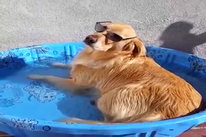 Hunde baden gerne
