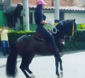 Pferd unter Kontrolle