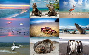 klicke hier, um die Datei herunterzuladen Beach Buddies - Strand-Freunde