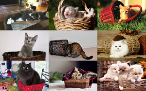 klicke hier, um die Datei herunterzuladen Cat in Basket - Katze im Korb