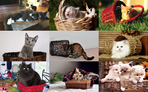 Cat in Basket - Katze im Korb