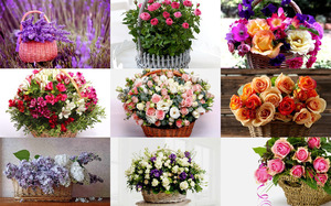Flower Baskets - Blumenkrbe