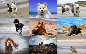 Dogs On The Beach - Hunde am Strand