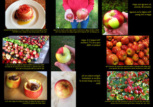 Facts About Apples - Fakten ber pfel