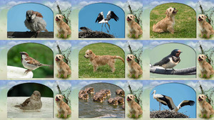 klicke hier, um die Datei herunterzuladen Ja-Jij... Hallo - Ja-Du ... Hallo - Tiere