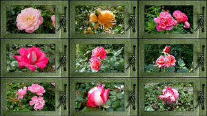 My Roses - Meine Rosen