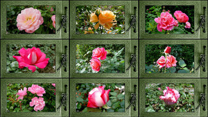 klicke hier, um die Datei herunterzuladen My Roses - Meine Rosen