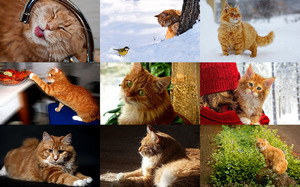 klicke hier, um die Datei herunterzuladen Red Cats 1 - Rote Katzen 1