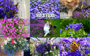 klicke hier, um die Datei herunterzuladen Lobelias - Lobelien