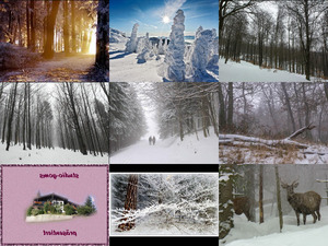 Bilder-Galerie vom 27012018 6 Wald im Winter