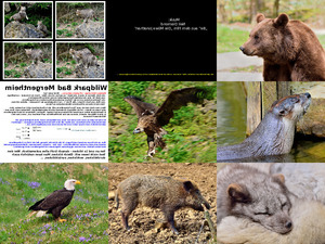 klicke hier, um die Datei herunterzuladen Wildpark Bad Mergentheim