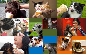 Dogs, Cats & Ice Cream - Hunde, Katzen & Eis