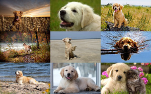 klicke hier, um die Datei herunterzuladen Retrievers - Retriever