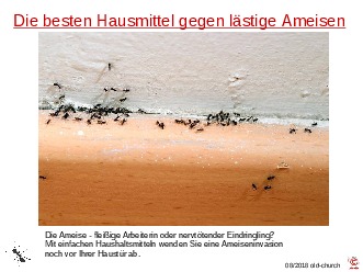 Ameisen und deren Bekmpfung