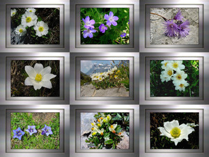 klicke hier, um die Datei herunterzuladen Swiss Flowers-2 - Schweizer Blumen-2