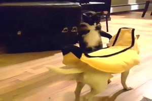 Wie-Hund-und-Katz.mp4 auf www.funpot.net