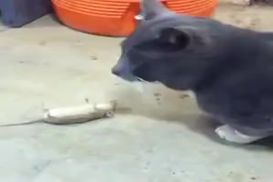 Lustiges Katz- und Maus-Spiel