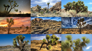 Joshua Tree National Park