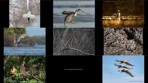 klicke hier, um die Datei herunterzuladen 2018 Audubon Photography bird photography Awards -