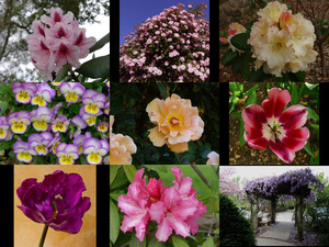 Anna s Flower Photography V.2 - Annas Blumenfotografie V.2