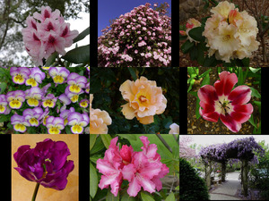 klicke hier, um die Datei herunterzuladen Anna s Flower Photography V.2 - Annas Blumenfotografie V.2