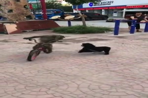 Der Hund jagt den Affen
