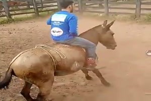 Wenn-ich-beiße-fällt-er.mp4 auf www.funpot.net