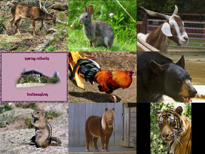 klicke hier, um die Datei herunterzuladen Bilder-Galerie vom 18082018 8 Tiere