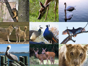 klicke hier, um die Datei herunterzuladen Bilder-Galerie vom 18082018 7 Tiere