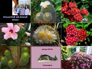 klicke hier, um die Datei herunterzuladen Bilder-Galerie vom 19082018 3 KAKTUS Blumen