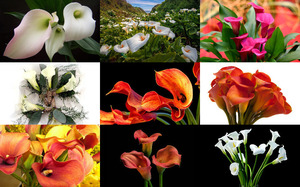 Calla Lilies - Calla-Lilien