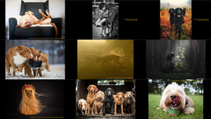 Dog Photographer of the Year 2018 - Hundefotograf