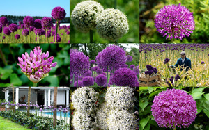 Alliums - Allium