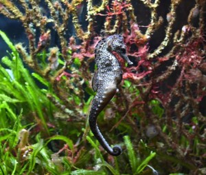 klicke hier, um die Datei herunterzuladen VIENNA AUQA TERRA ZOO
